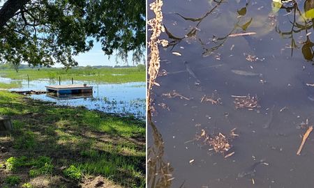 Por la crecida de la laguna, pueden verse sabalitos y doraditos que se mueven en cardumen. Por la crecida de la laguna, pueden verse sabalitos y doraditos que se mueven en cardumen.