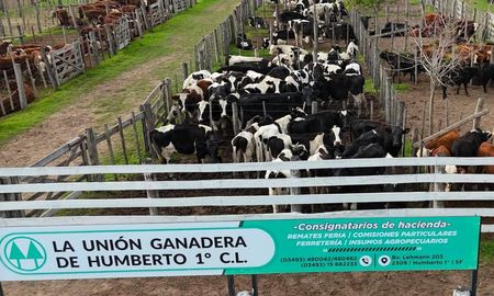 vende con respaldo y compra con confianza: se viene el remate especial de invernada de la union ganadera de humberto 1° vende con respaldo y compra con confianza: se viene el remate especial de invernada de la union ganadera de humberto 1°