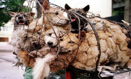 En China no aprendieron la lección: sacrificarán cerca de 5 mil perros para venderlos como carne para consumo humano En China no aprendieron la lección: sacrificarán cerca de 5 mil perros para venderlos como carne para consumo humano