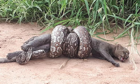 el video del ataque de una boa lampalagua a un puma yaguarundi en salta el video del ataque de una boa lampalagua a un puma yaguarundi en salta