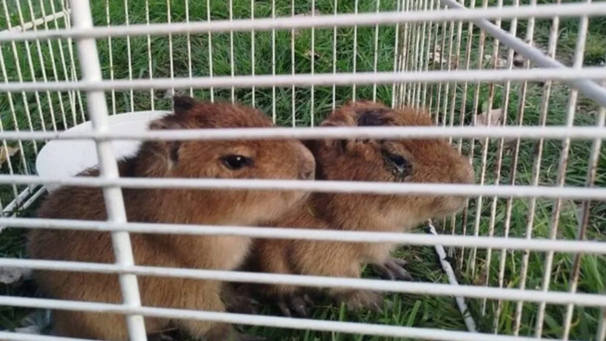 ﻿Horror cerca de Rosario: rescatan carpinchos bebés que estaban a punto de convertirse en milanesas de capibara