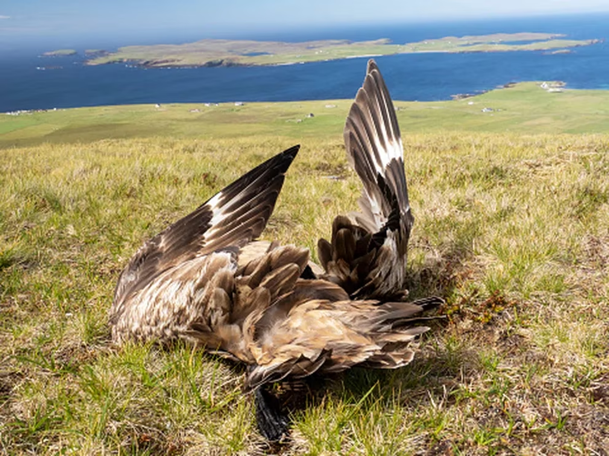 La gripe o influenza aviar (conocida también como gripe del pollo) es una enfermedad causada por ciertos tipos de virus que normalmente infectan a las aves silvestres y a las aves de corral, como las gallinas.