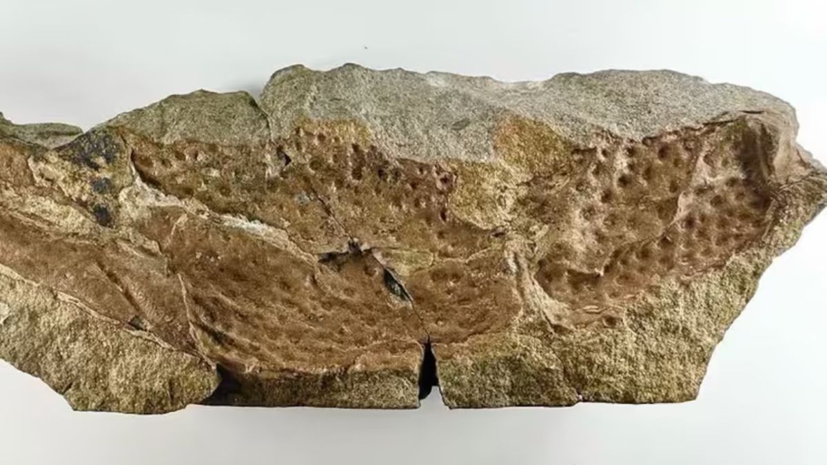 Los restos fósiles de Praearcturus gigas ingresaron al Museo de Historia Natural de Londres en la época victoriana, pero la falta de herramientas tecnológicas impidió su correcta identificación taxonómica hasta hoy. Los restos fósiles de Praearcturus gigas ingresaron al Museo de Historia Natural de Londres en la época victoriana, pero la falta de herramientas tecnológicas impidió su correcta identificación taxonómica hasta hoy.