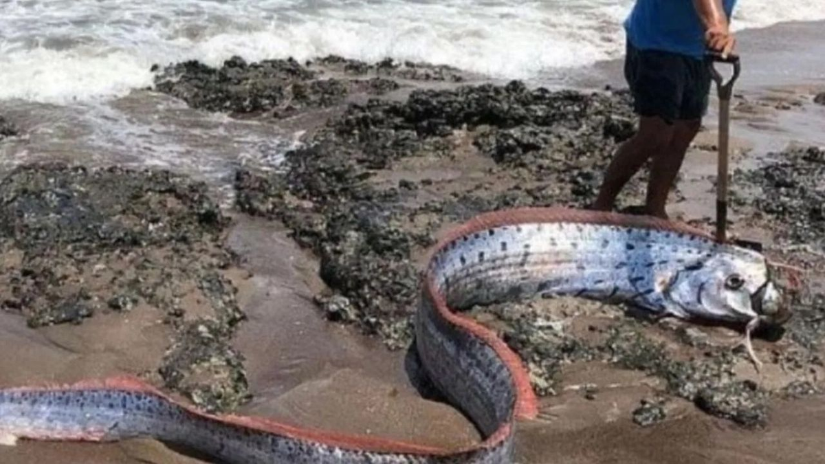 Terror por la aparición de un pez que podría anunciar el fin del mundo