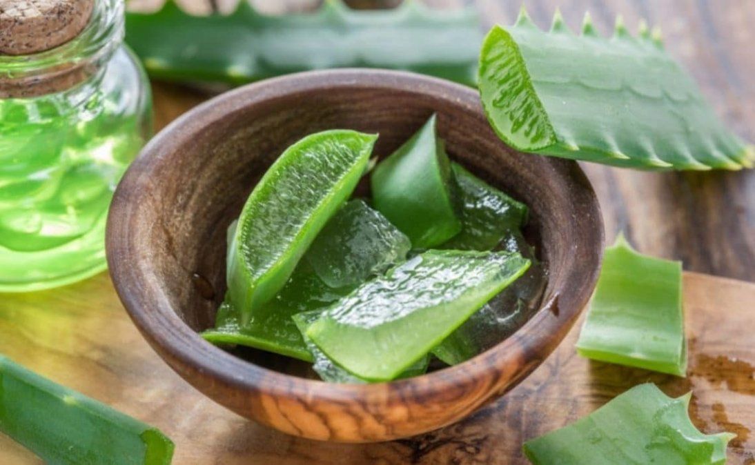 El Aloe Vera tiene grandes propiedades que benefician nuestra salud. 