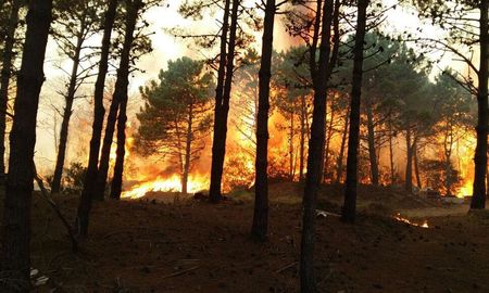 Finalmente se apagaron las llamadas en los incendios de los bosques de Cariló. Finalmente se apagaron las llamadas en los incendios de los bosques de Cariló.