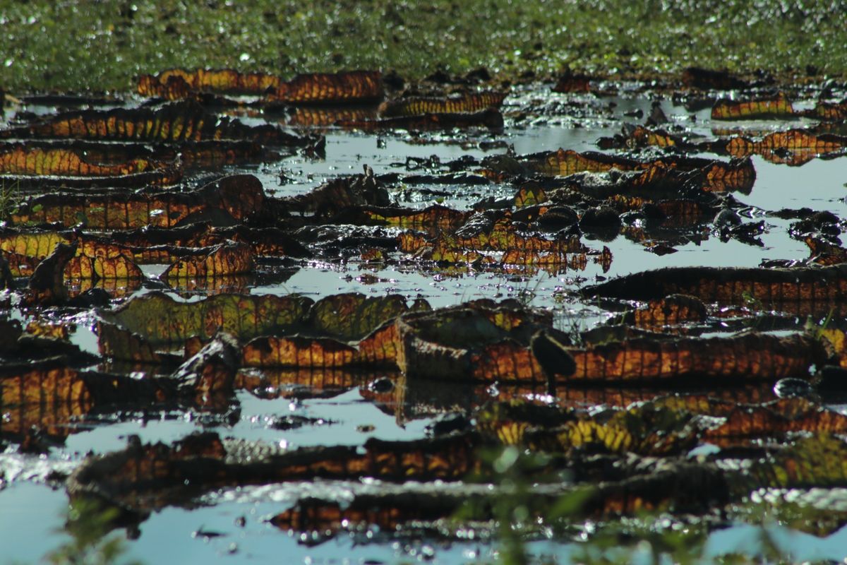 Parque Nacional Islas de Santa Fe. Parque Nacional Islas de Santa Fe.
