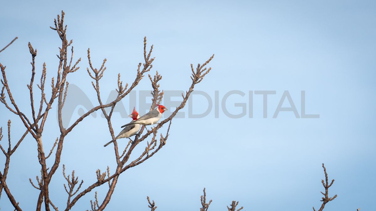 Los pájaros y los cuises son parte de la fauna que se alcanza a observar arriba de la bici. Los pájaros y los cuises son parte de la fauna que se alcanza a observar arriba de la bici.