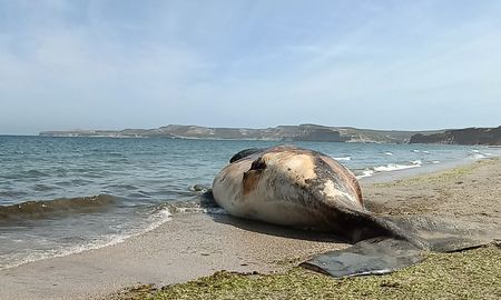 Confirman hallazgo de toxinas de marea roja en las ballenas que murieron en Península Valdés Confirman hallazgo de toxinas de marea roja en las ballenas que murieron en Península Valdés
