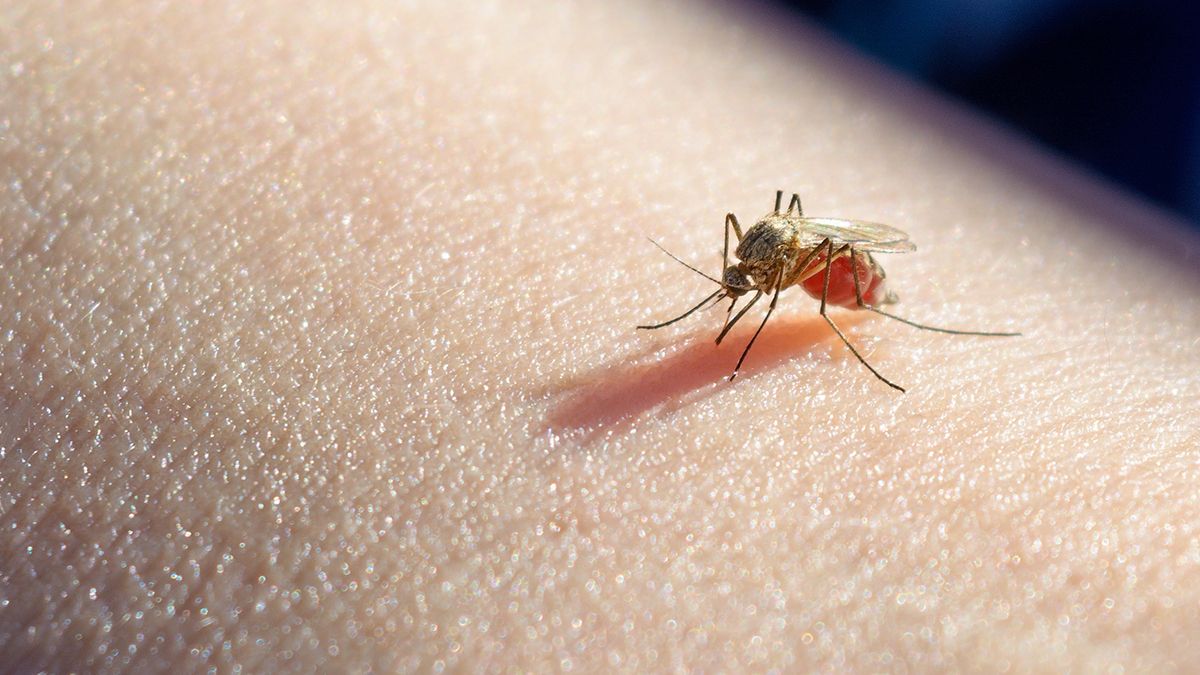 El contagio solo se produce por la picadura de los mosquitos infectados.