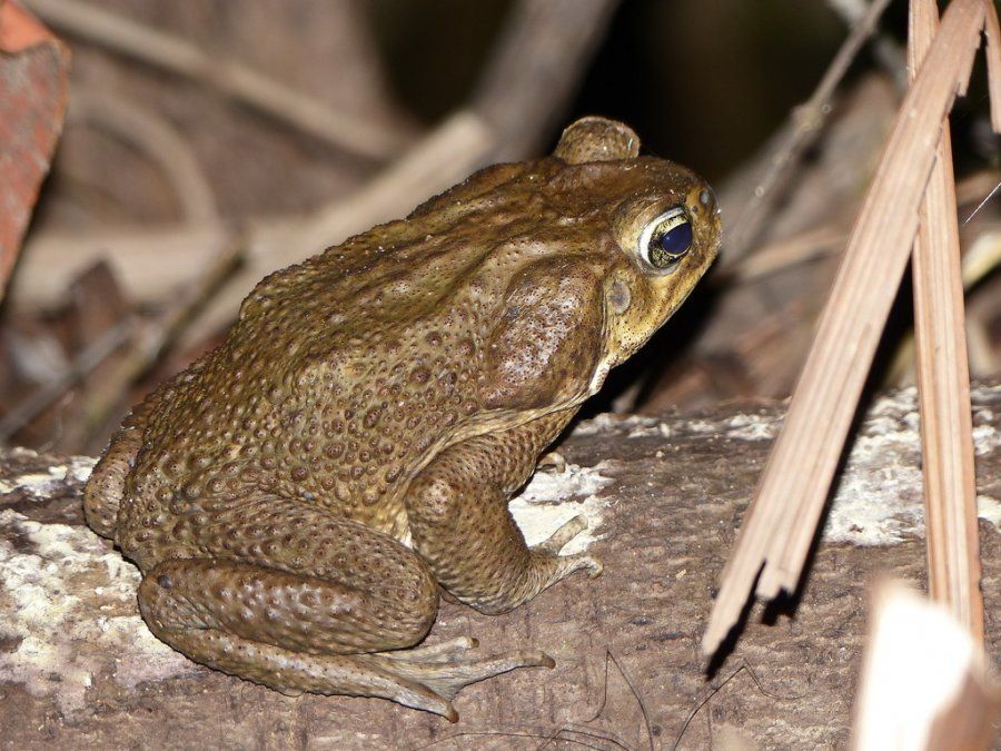 Ejemplar de sapo Rhinella bergi.