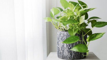 La planta que crece en agua, no necesita tierra y se multiplica sin ayuda