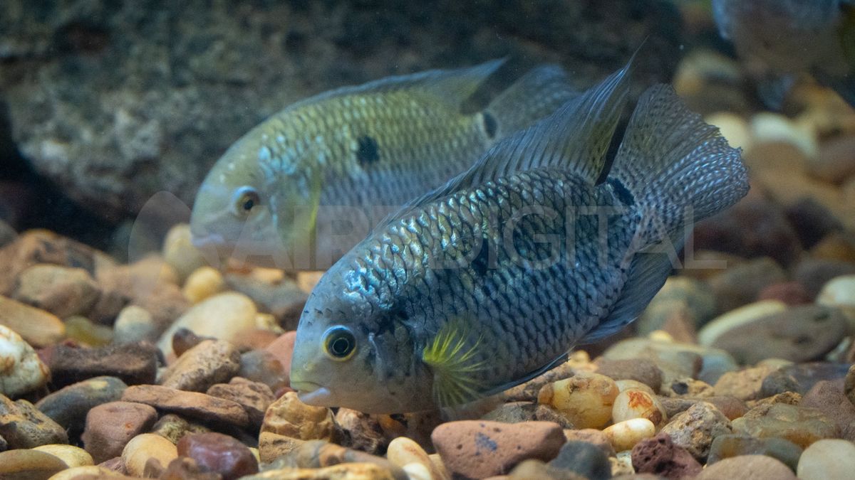 El pez chanchita se alimenta de larvas de mosquitos e insectos