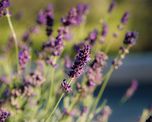 Plantas aromáticas que sirven como repelente natural de insectos Plantas aromáticas que sirven como repelente natural de insectos
