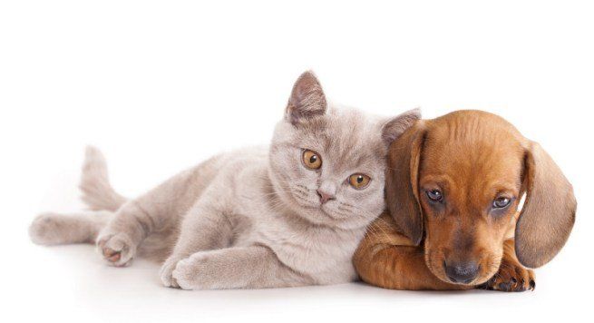 EEUU debatirá la prohibición de matar perros y gatos para ser usados como alimentos