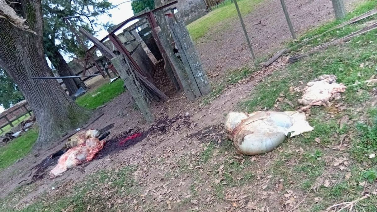 Los cuatreros se llevaron tres toritos que estaban destinados a ser reproductores. 