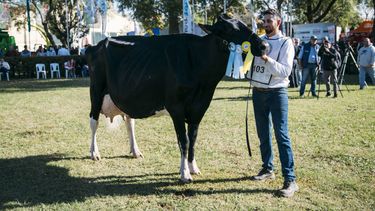 Tras el Gran Campeón Macho, una cabaña de Santa Fe obtuvo el gran Vaca Suprema Tras el Gran Campeón Macho, una cabaña de Santa Fe obtuvo el gran Vaca Suprema