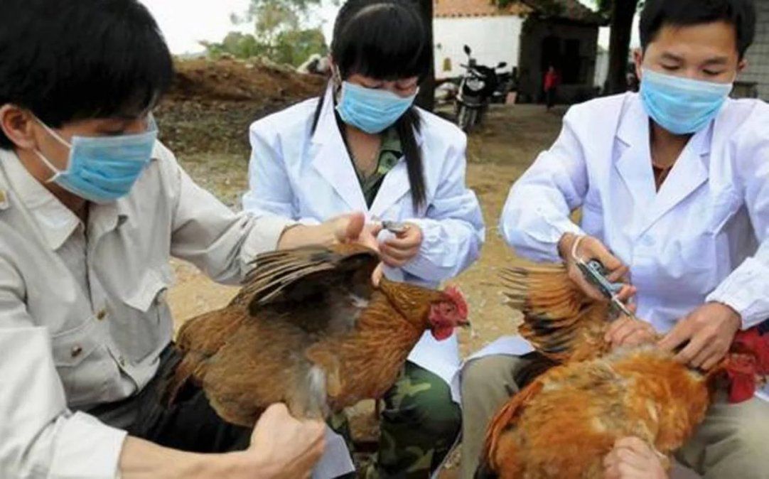 Expertos chinos que identificaron el covid-19 alertan sobre el virus de gripe aviar que ya contagió a siete personas&nbsp;
