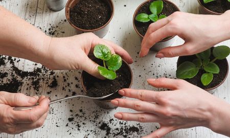 Por qué las hojas nuevas de las plantas salen más chicas y cómo corregirlo. Por qué las hojas nuevas de las plantas salen más chicas y cómo corregirlo.