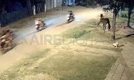 Los animales se encontraban en la vereda y fueron alcanzados por una lluvia de balas Los animales se encontraban en la vereda y fueron alcanzados por una lluvia de balas