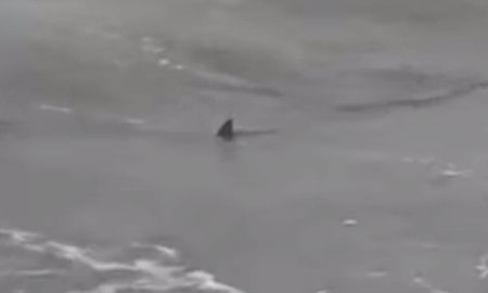aparecieron tres tiburones en playas de monte hermoso aparecieron tres tiburones en playas de monte hermoso