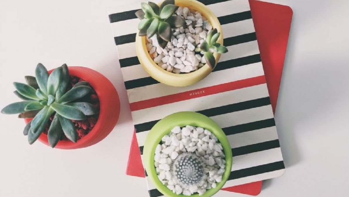 Las mejores macetas para suculentas