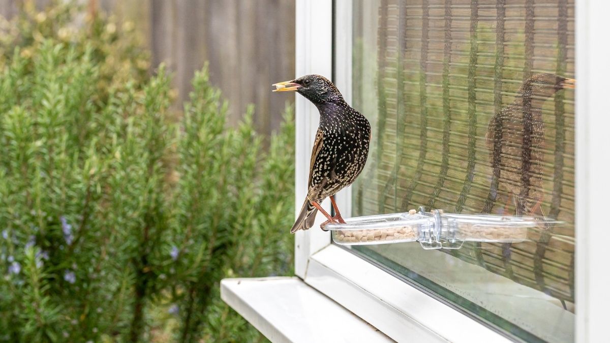 Para creencias populares