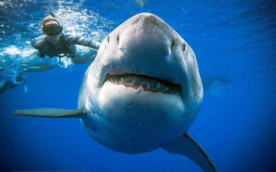 Avistan a Deep Blue, la tiburón blanco más grande del mundo