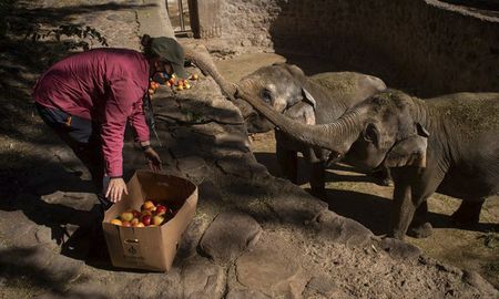 las elefantas pocha y guillermina viajaran a un santuario en brasil las elefantas pocha y guillermina viajaran a un santuario en brasil