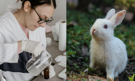 cual es la diferencia entre cosmetica cruelty free y veganos cual es la diferencia entre cosmetica cruelty free y veganos
