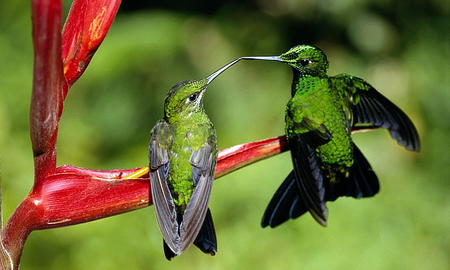 Cuánto puede vivir el colibrí Cuánto puede vivir el colibrí