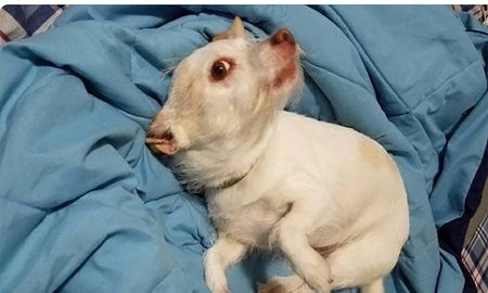 creyeron haber encontrado un extrano animal, pero la realidad resulto ser muy diferente creyeron haber encontrado un extrano animal, pero la realidad resulto ser muy diferente