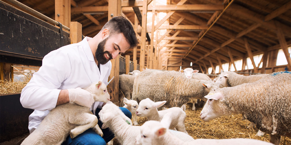 Para los profesionales del resto de los países, existe el Día Mundial del Veterinario, que se celebra el último sábado de abril.