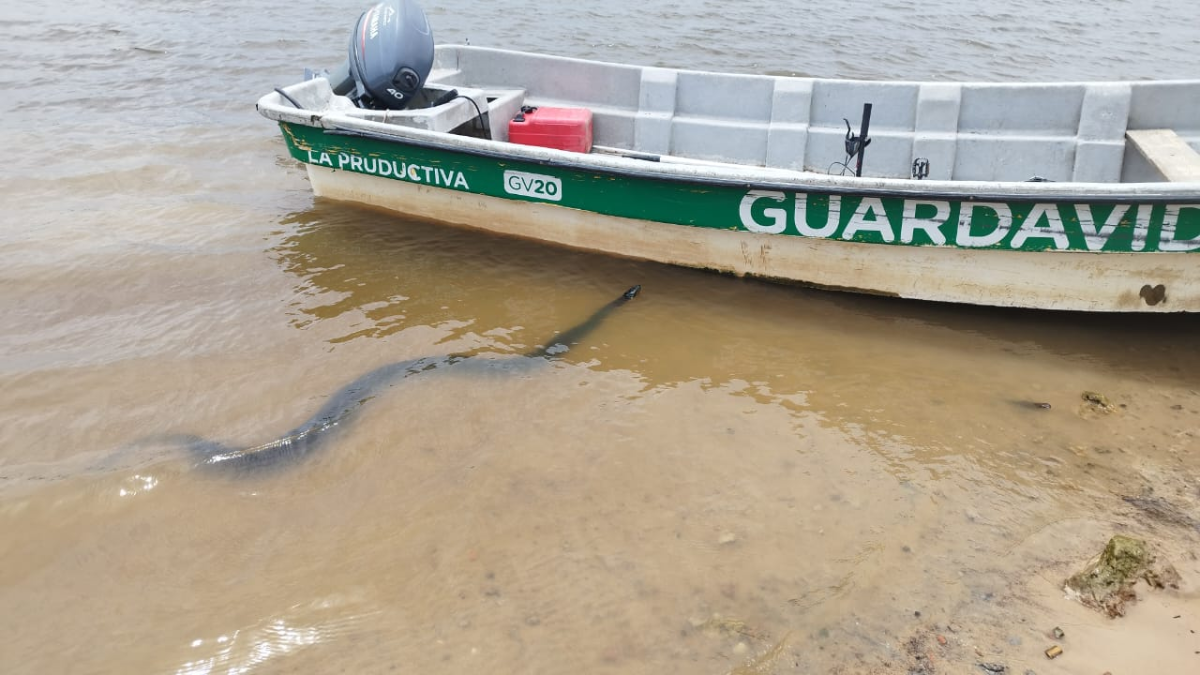 La boa Curiyú es acuática y habita en las zonas de la provincia de Santa Fe