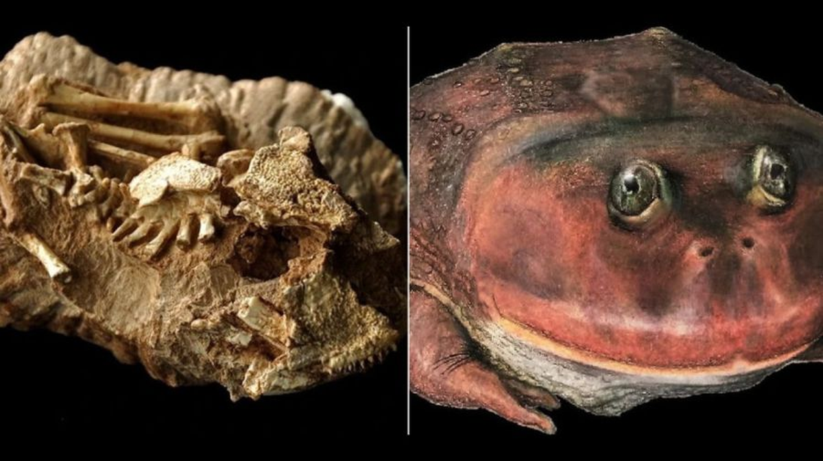 Los restos fósiles del Lepidobatrachus dibumartinez fueron hallados en la zona de Huayquerías del Este, 100 kilómetros al sur de la ciudad de Mendoza.