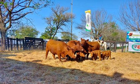 La agenda de Raza Carne abrirá con el octavo remate de la Cámara de Cabañas Santafesinas en Emilia, a fines de junio. La agenda de Raza Carne abrirá con el octavo remate de la Cámara de Cabañas Santafesinas en Emilia, a fines de junio.