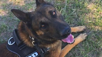 Perros de la PDI se consagraron campeón y subcampeón argentinos en una prestigiosa competencia en Córdoba