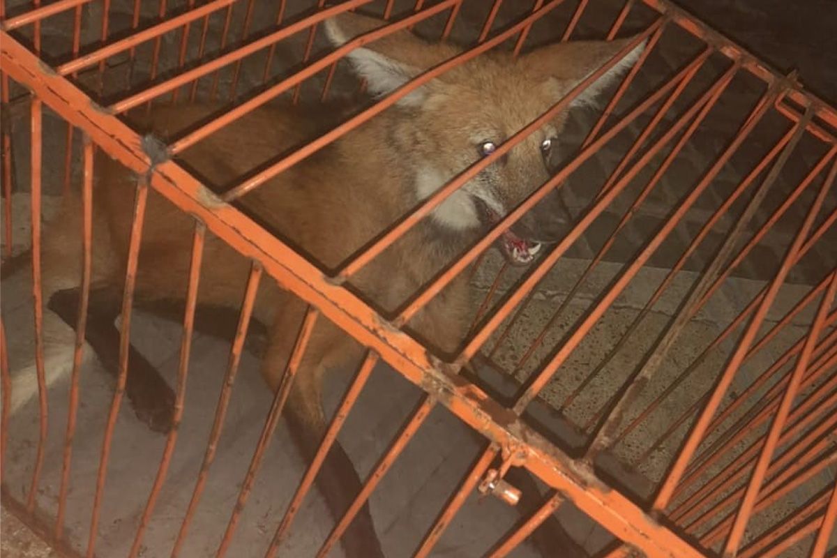 El Aguara Guazú capturado en jaula por personal policial. El Aguara Guazú capturado en jaula por personal policial.