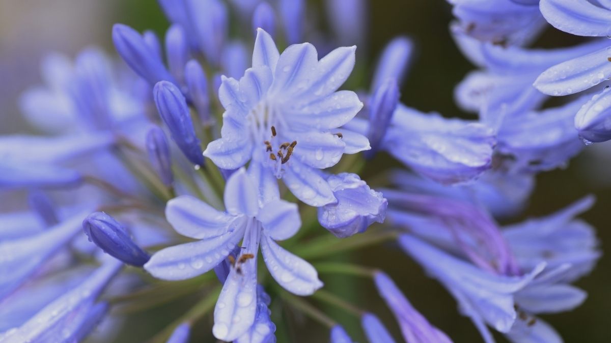 El agapanto es una de esas plantas que atraviesan el verano sin complicaciones.