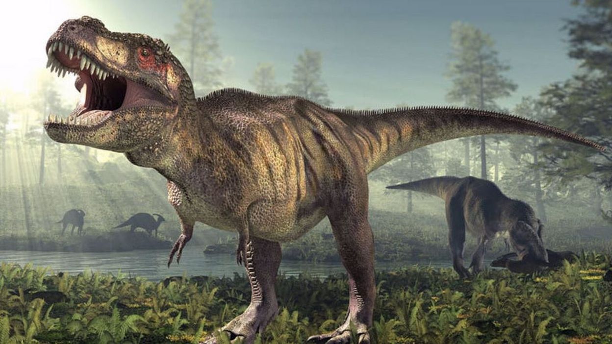 El cráneo del T-rex evolucionó para soportar presiones de mordida superiores a cualquier otro animal terrestre, reemplazando la función de agarre que tenían sus ancestros. El cráneo del T-rex evolucionó para soportar presiones de mordida superiores a cualquier otro animal terrestre, reemplazando la función de agarre que tenían sus ancestros.