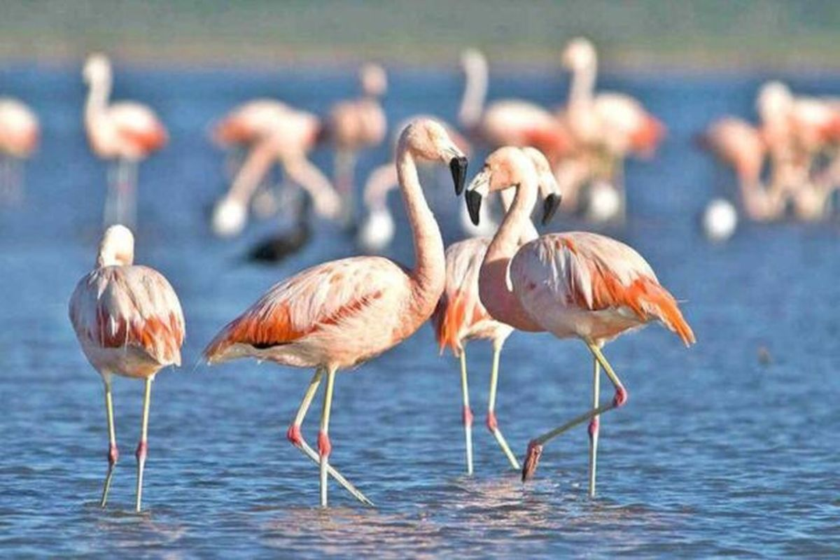 Laguna de Mar Chiquita y ba&ntilde;ados del R&iacute;o Dulce