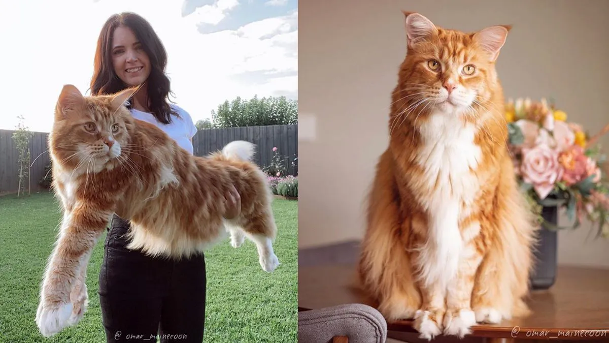 Para el Libro Guinnes de récords: así es Omar, el gato más largo del mundo