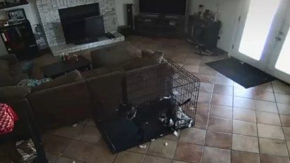 Video: Un fantasma le sacó el collar a mi perra