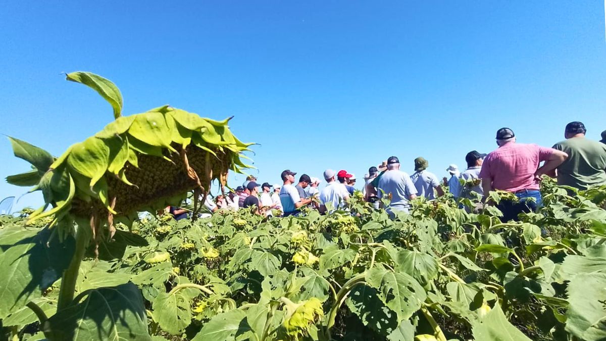 Uno de los desafíos analizados fue la amenaza de Orobanche cumana