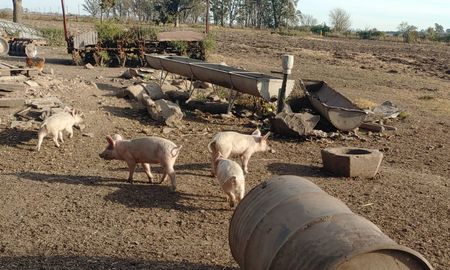 Pueden aparecer entre los cinco y 60 días posteriores al consumo del alimento contaminado, siendo los más frecuentes dolores musculares, edema (hinchazón) de los párpados y fiebre. Pueden aparecer entre los cinco y 60 días posteriores al consumo del alimento contaminado, siendo los más frecuentes dolores musculares, edema (hinchazón) de los párpados y fiebre.