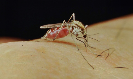 Aire de Santa Fe | Mosquito Aedes albiasciatus (3).png