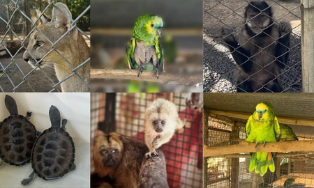 El tráfico ilegal de vida silvestre es un delito. Crédito: WCS Argentina. El tráfico ilegal de vida silvestre es un delito. Crédito: WCS Argentina.