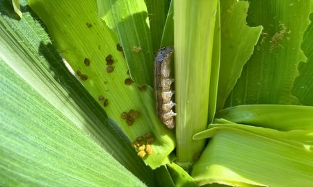 lepidopteros resistentes en maiz y soja: nuevos principios activos para el manejo sanitario lepidopteros resistentes en maiz y soja: nuevos principios activos para el manejo sanitario