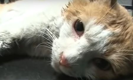 video: asi fue el rescate de una gata que estuvo atrapada dos anos entre muros video: asi fue el rescate de una gata que estuvo atrapada dos anos entre muros