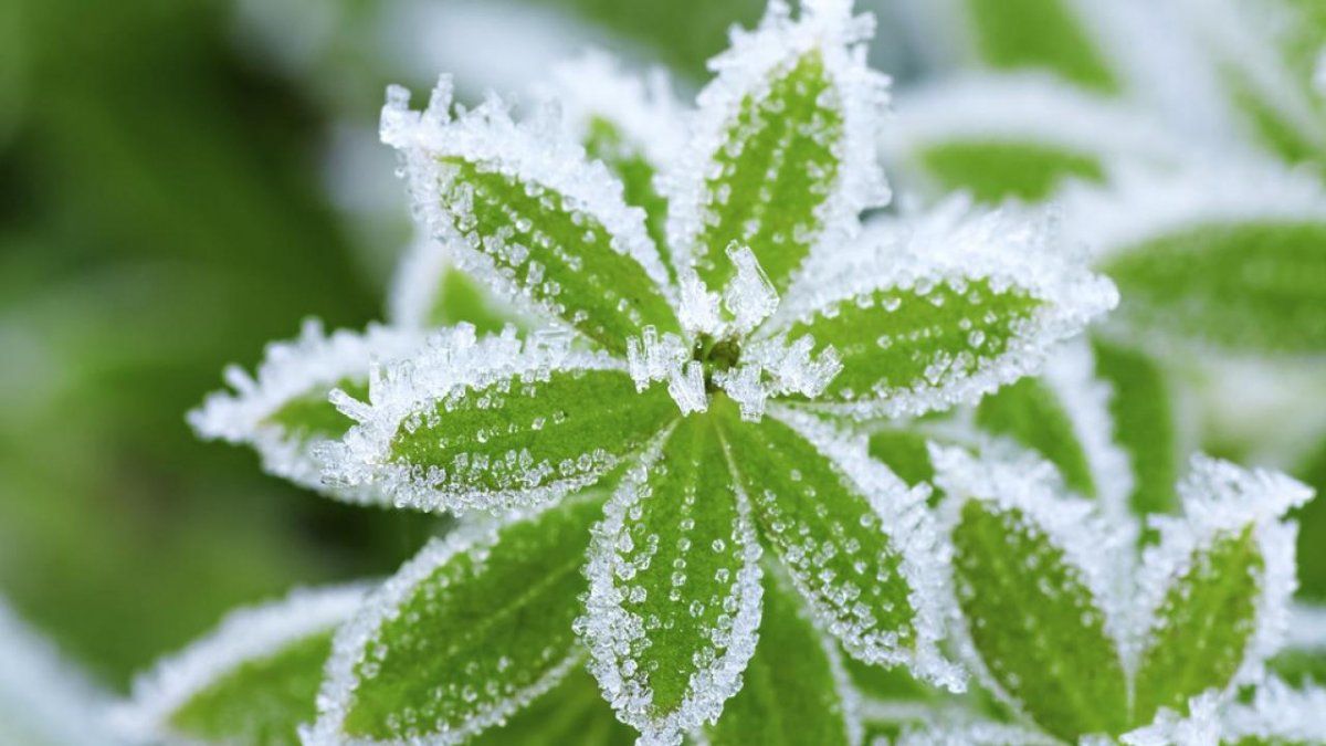 Las heladas pueden provocar un daño en las plantas
